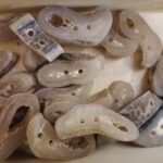 Knopf aus Schafhorn, klein